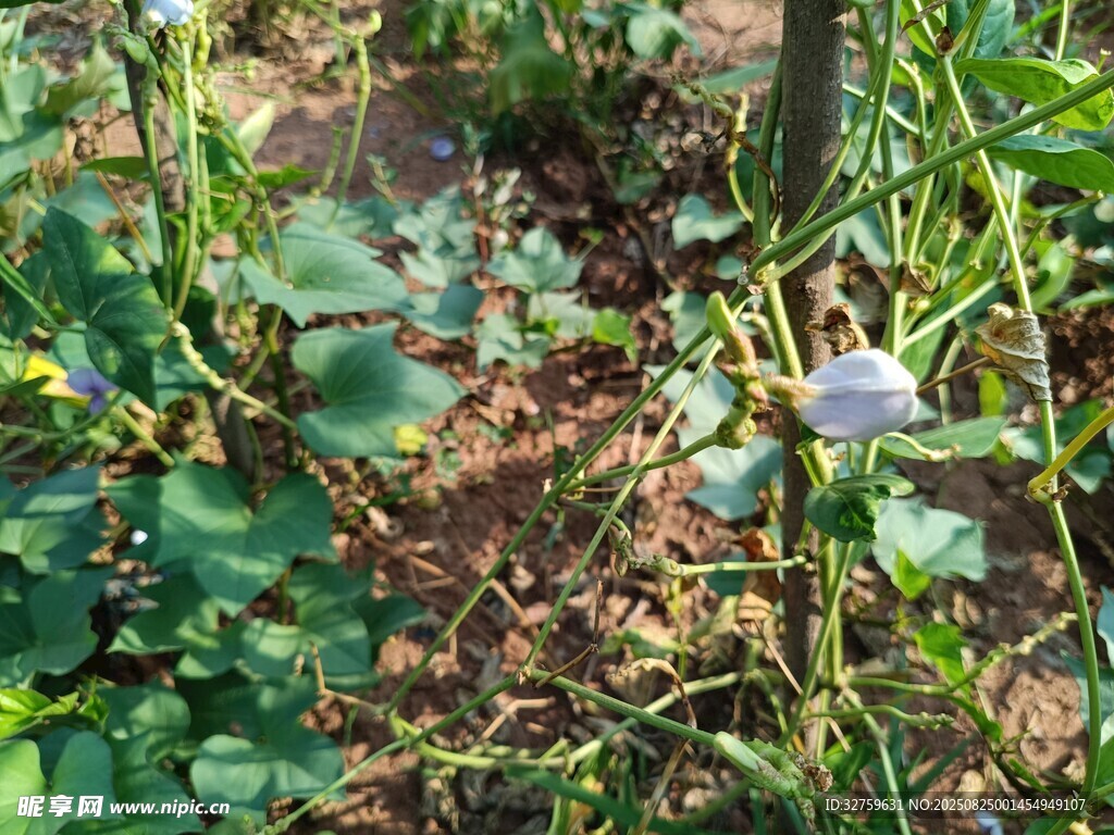 草叢中的蘑菇