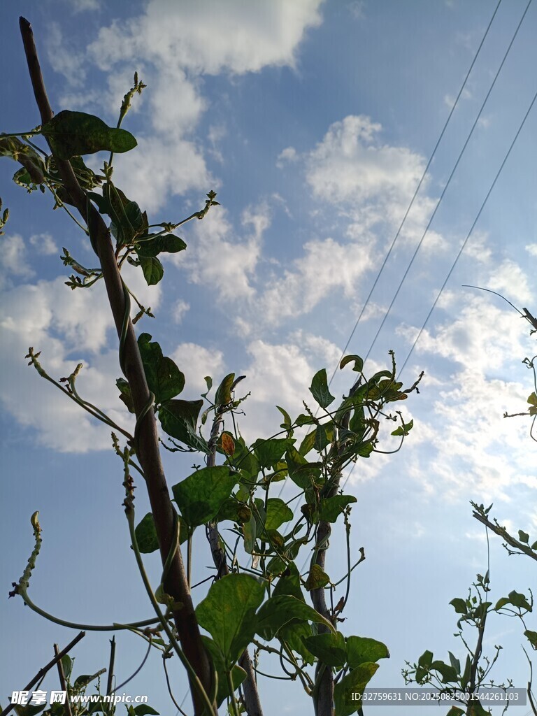 陽光下的綠葉與藍(lán)天