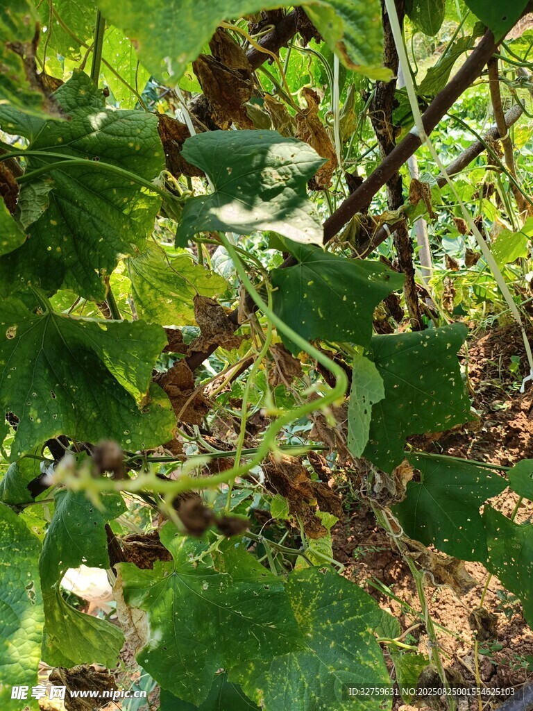 綠葉藤蔓植物特寫