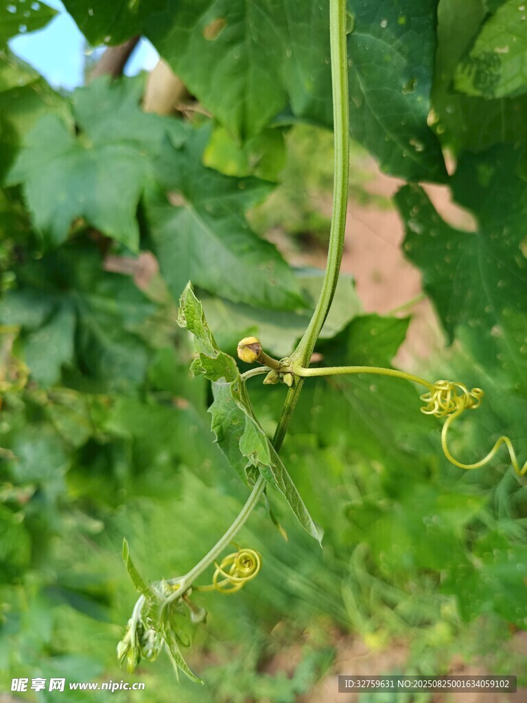 藤蔓上的黃色小花