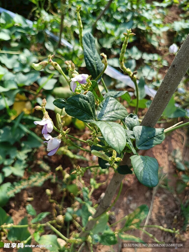 黃瓜植株生長(zhǎng)景象