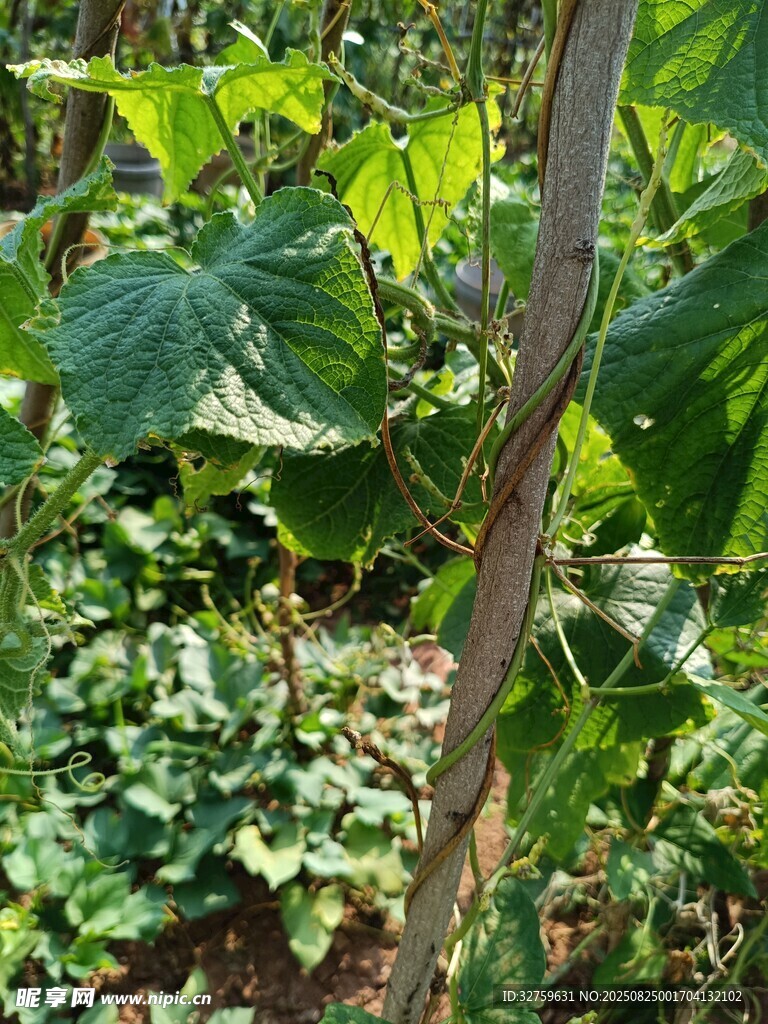 野外綠色植物特寫