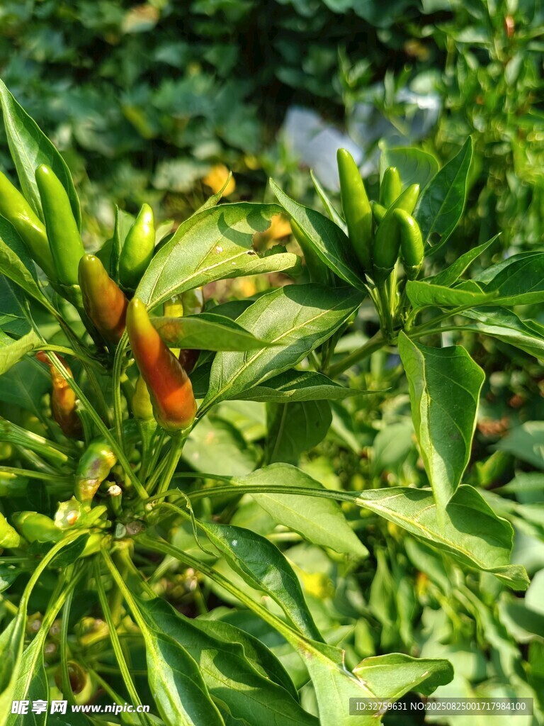 生長中的鮮辣辣椒植株