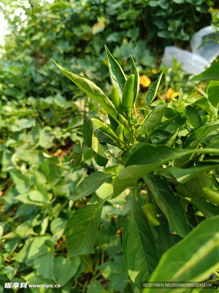 綠葉間的明艷小花