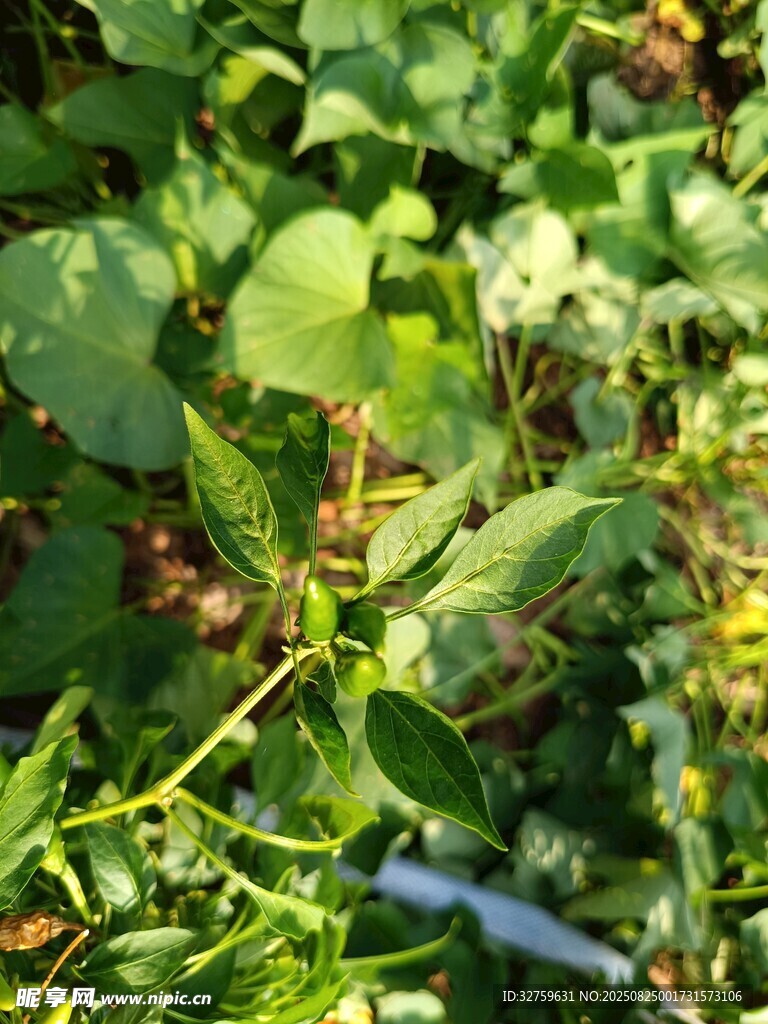 野外綠植中的藍(lán)色物件