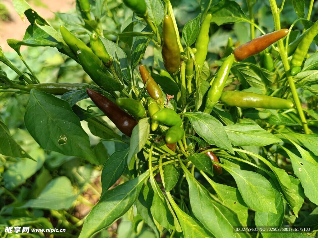 田間生長(zhǎng)的多彩辣椒植株