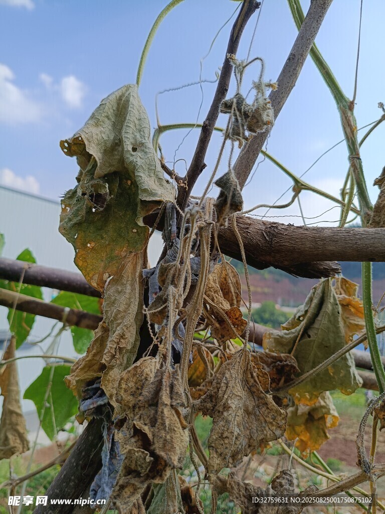植物枝干病害特寫