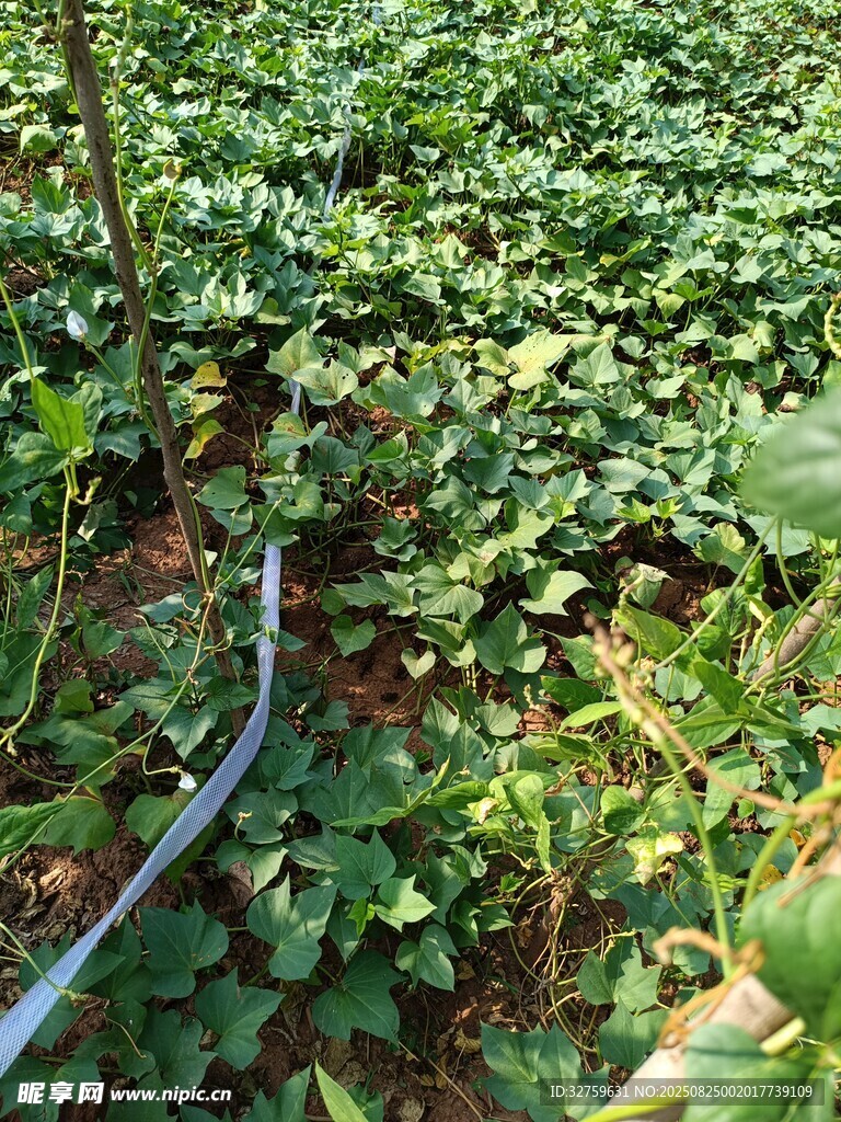 草莓種植園中的滴灌設(shè)施