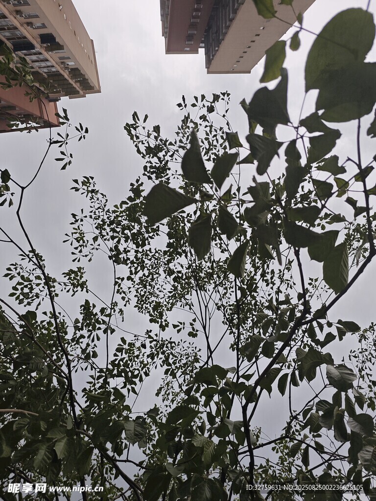 枝葉繁茂的綠植景觀