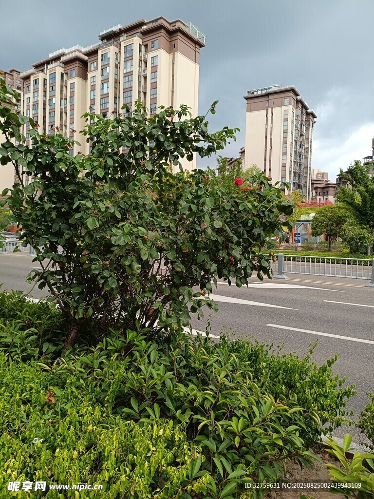 城市道路旁的綠植與建筑