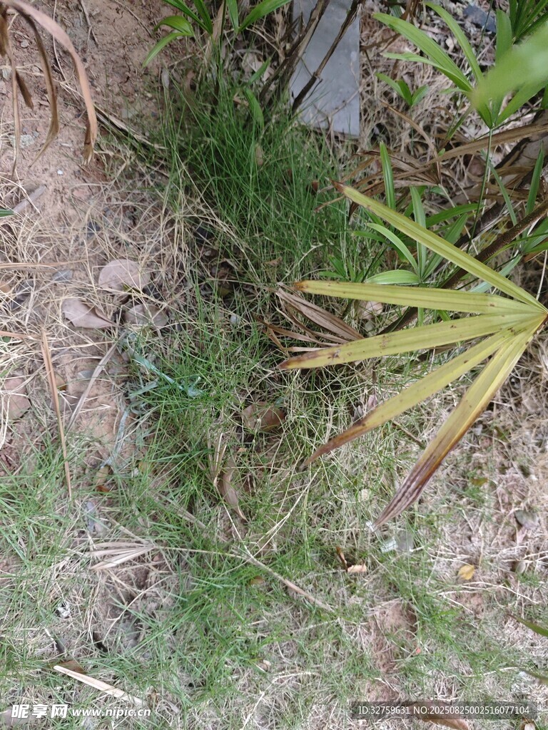地面上的綠色植物與枯葉