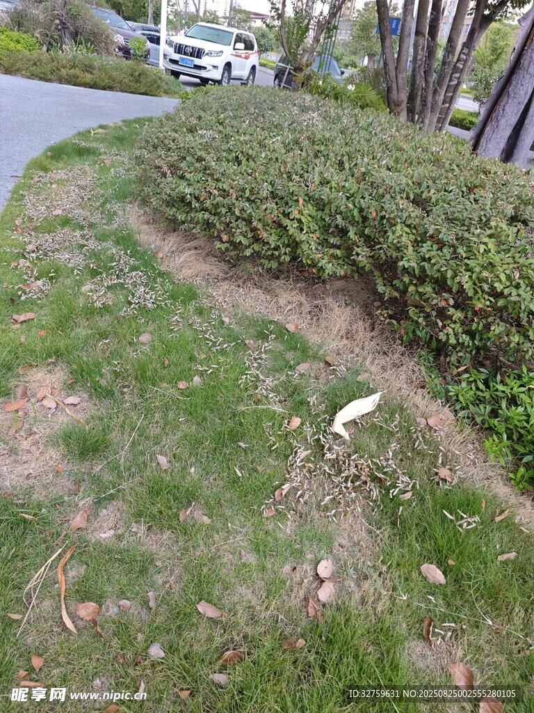 路邊低矮綠植景觀