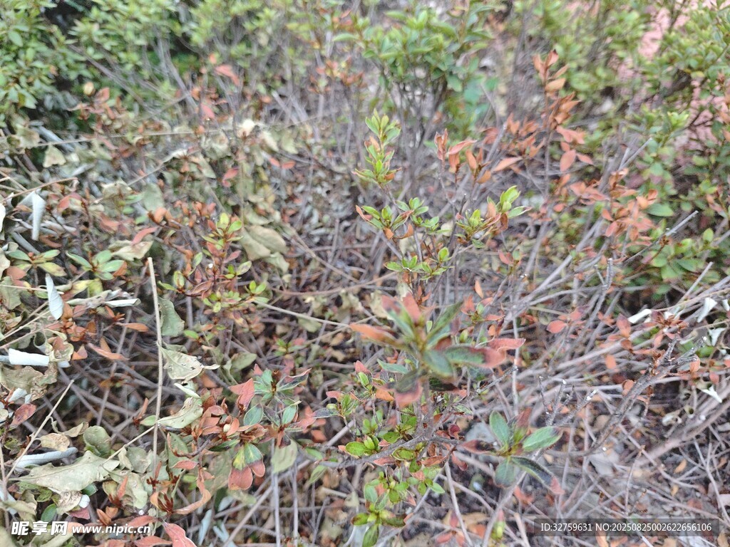 野外繁茂的灌木植被