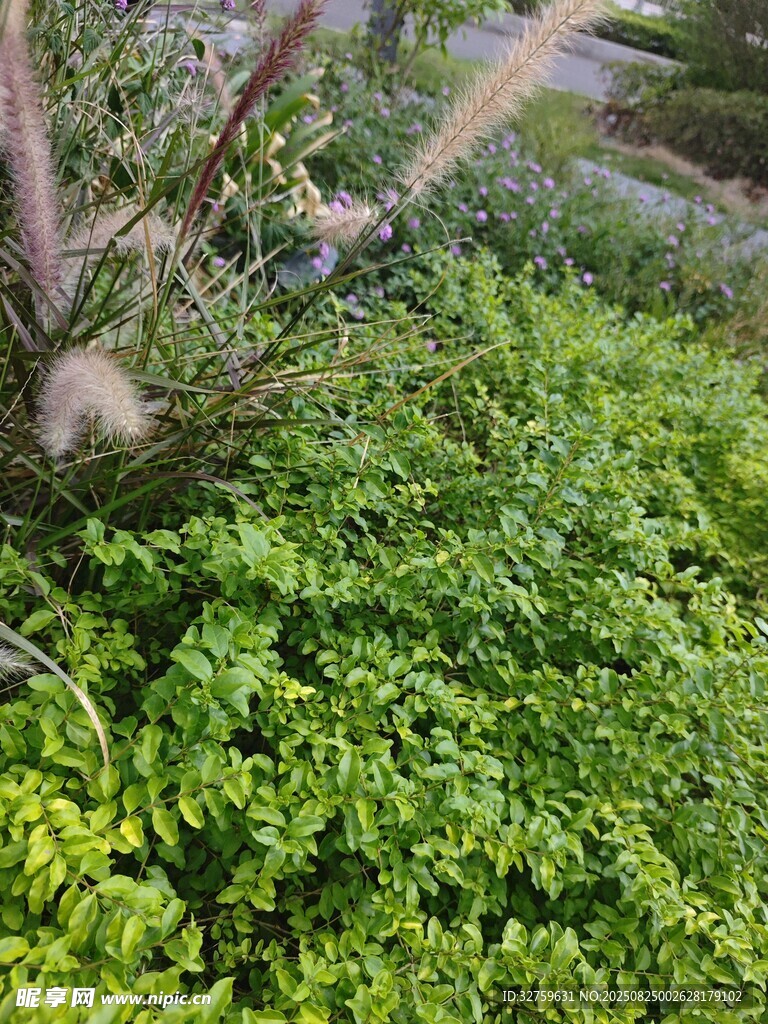 翠綠植物叢中的自然景致