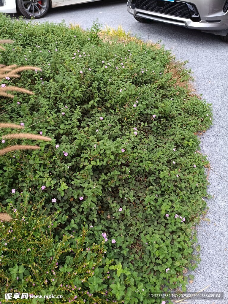 路邊綠意盎然的低矮灌木叢