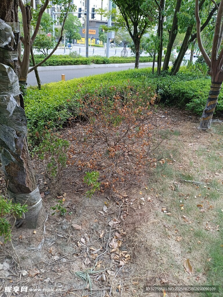 戶外樹木環(huán)繞的地面景觀