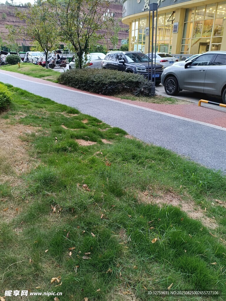 路邊草地與停放車輛景觀
