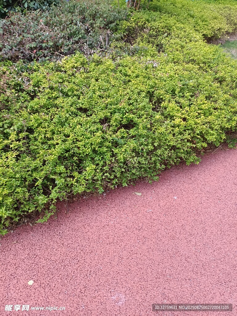 紅色步道旁的翠綠植物