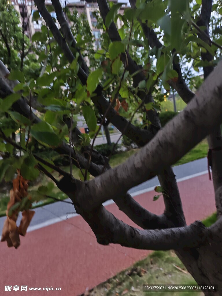 樹(shù)枝上的綠葉與紅果