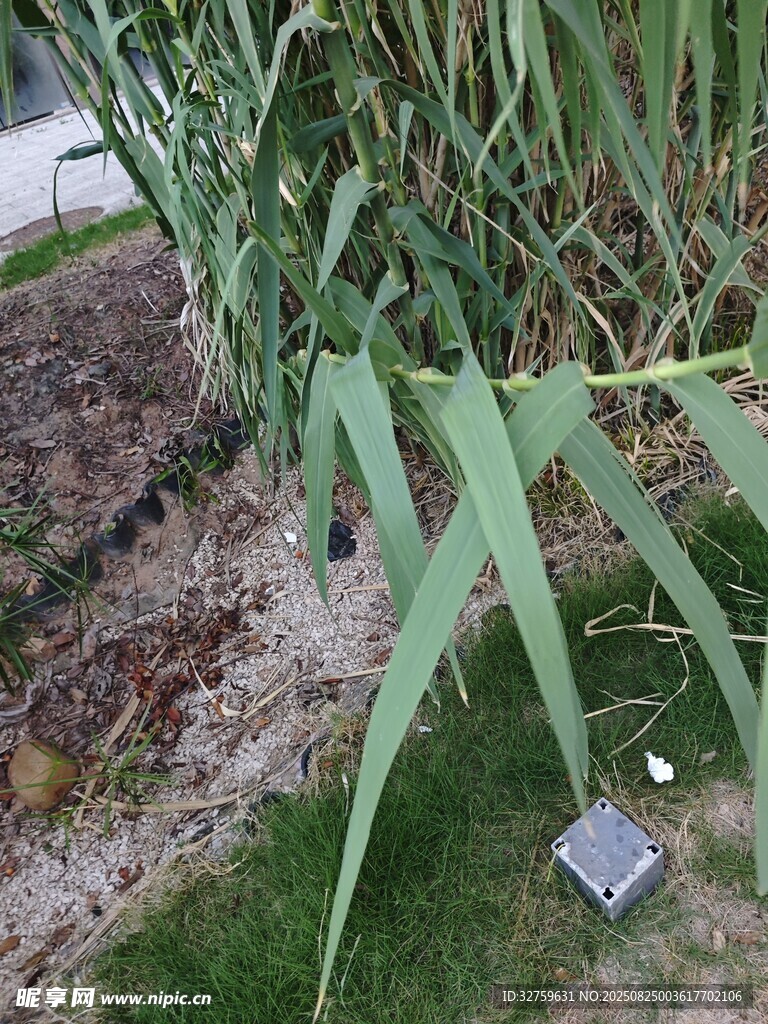 戶外綠植旁的小型電子設(shè)備