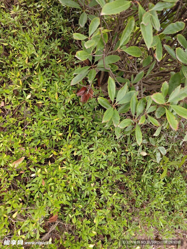 地面綠植景觀