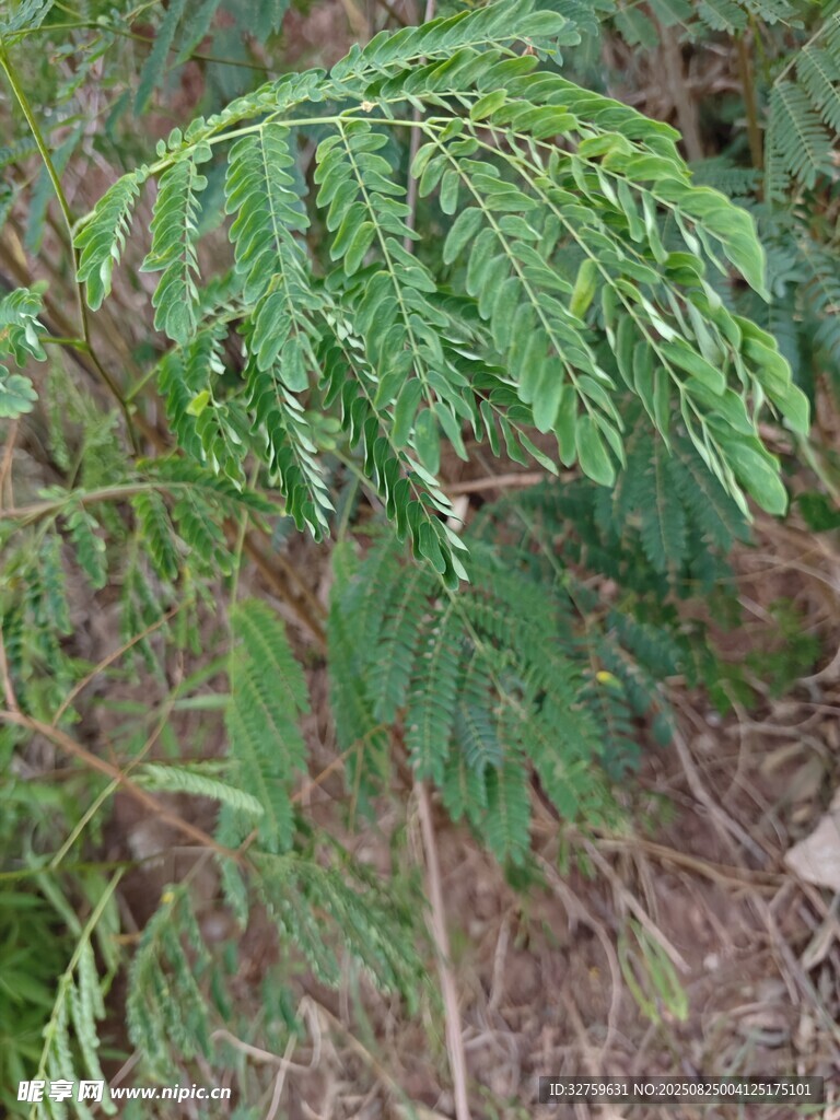翠綠羽葉植物特寫
