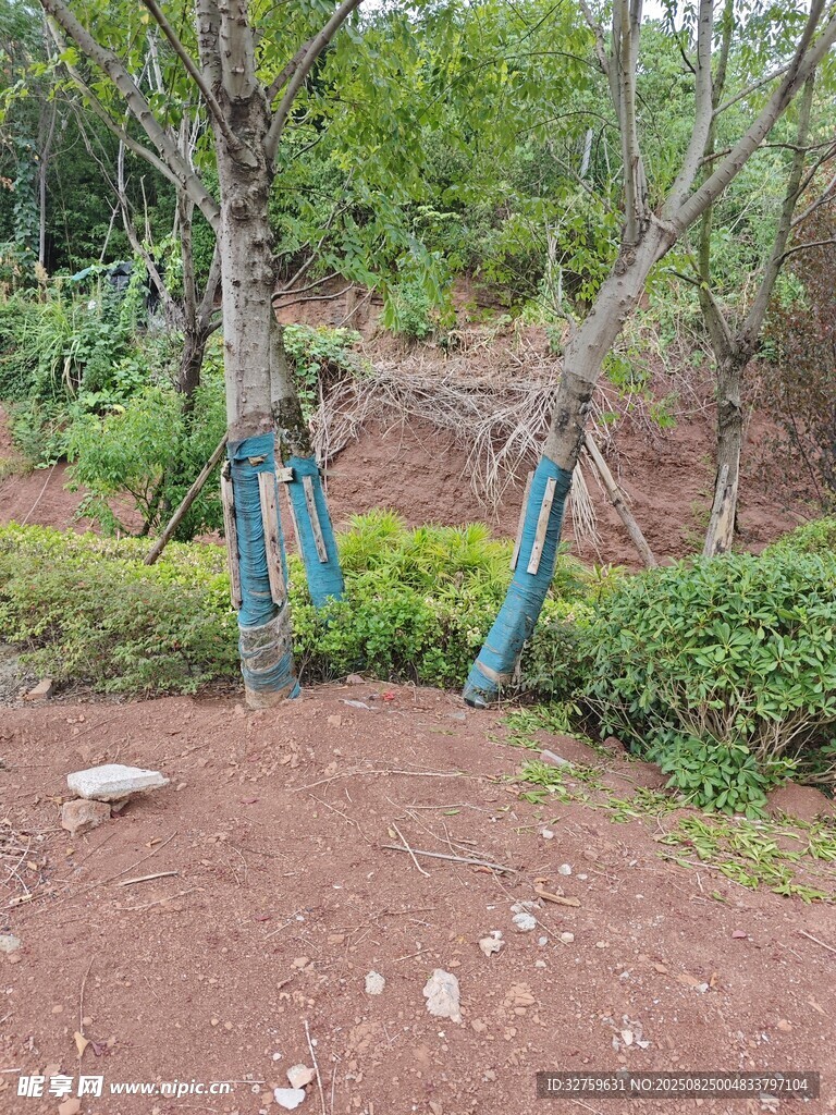 山坡樹木纏繞藍色綁帶