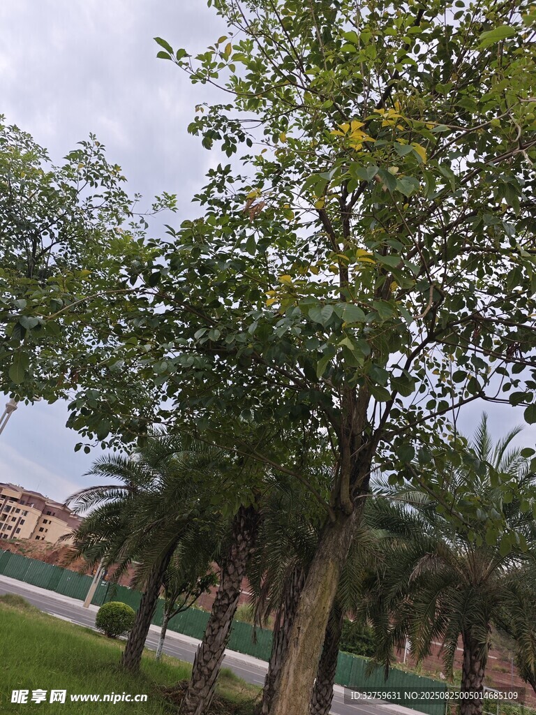 校園中蔥郁的綠樹