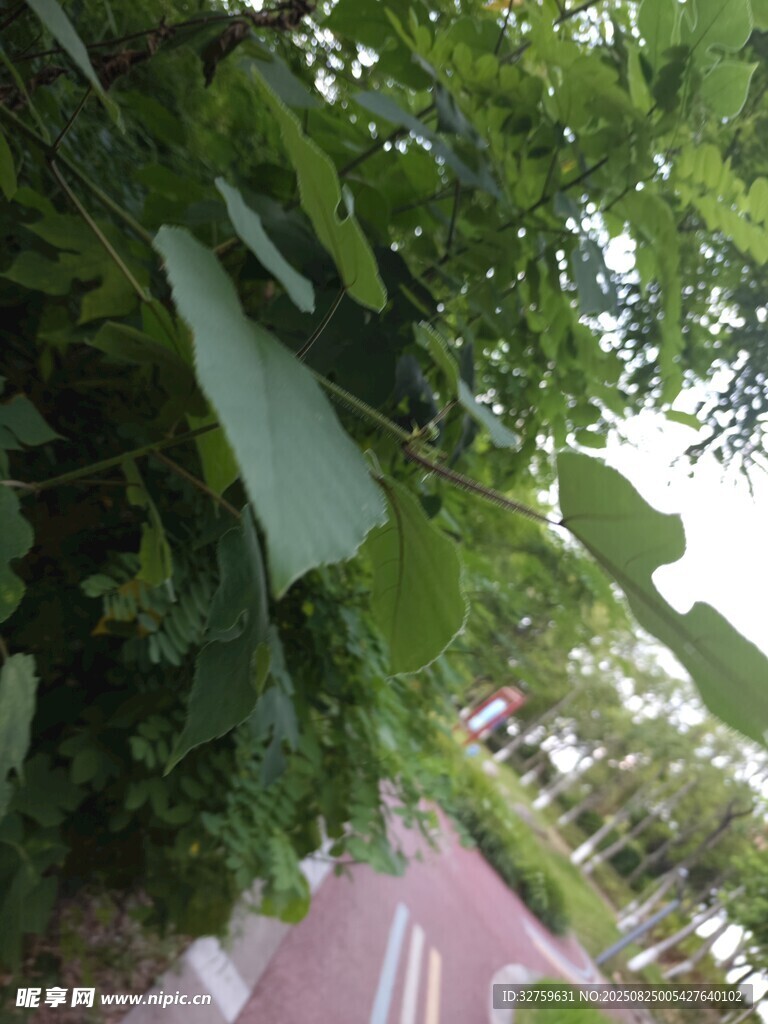 綠葉下的紅粉道路