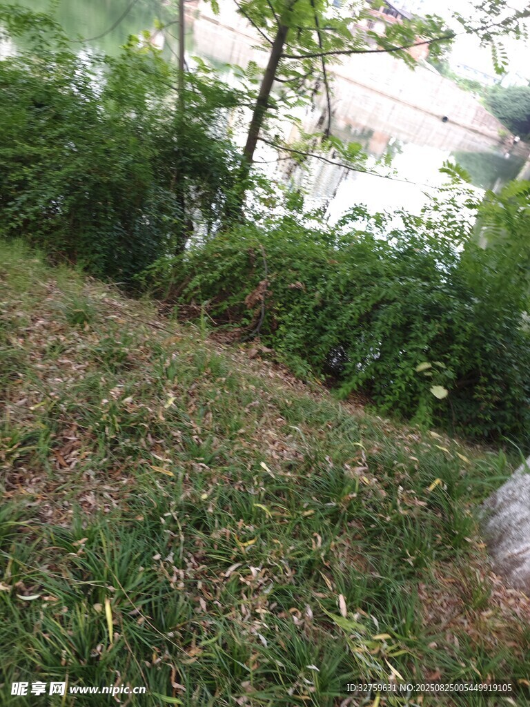 戶外草地綠植自然景象