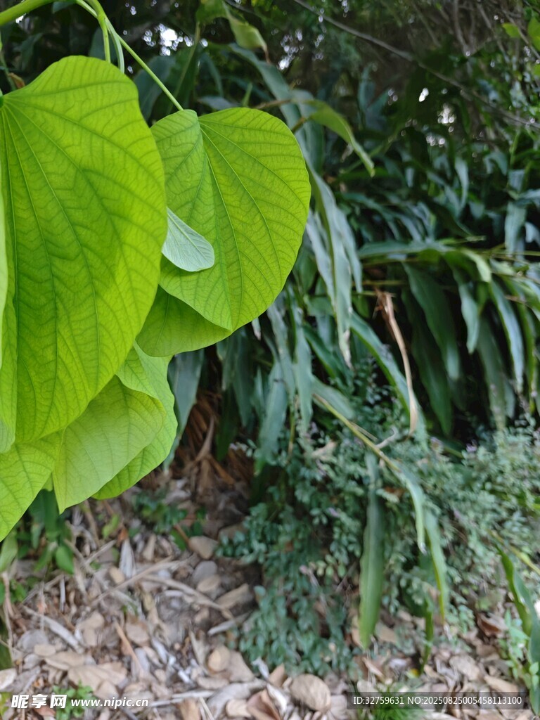 翠綠心形葉片與周邊植物