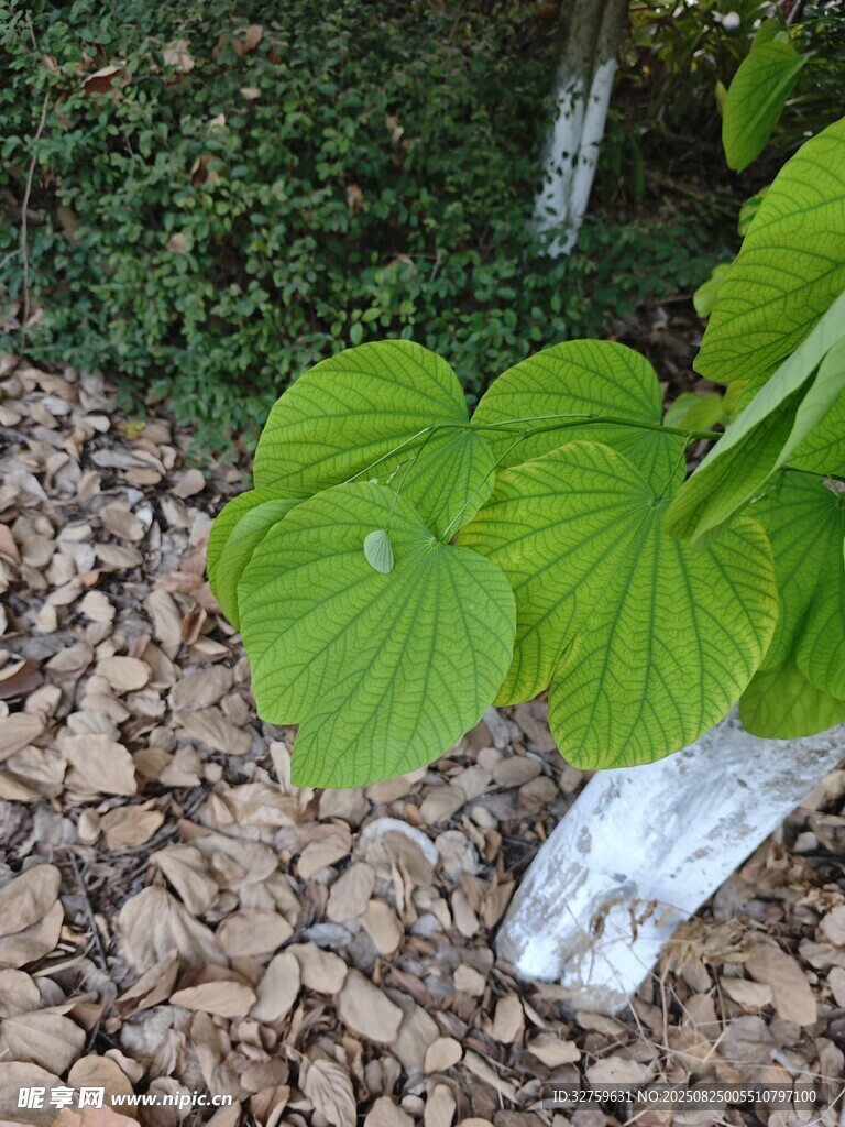綠葉生于碎石間