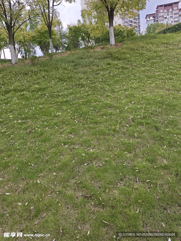 戶外翠綠草地風(fēng)景