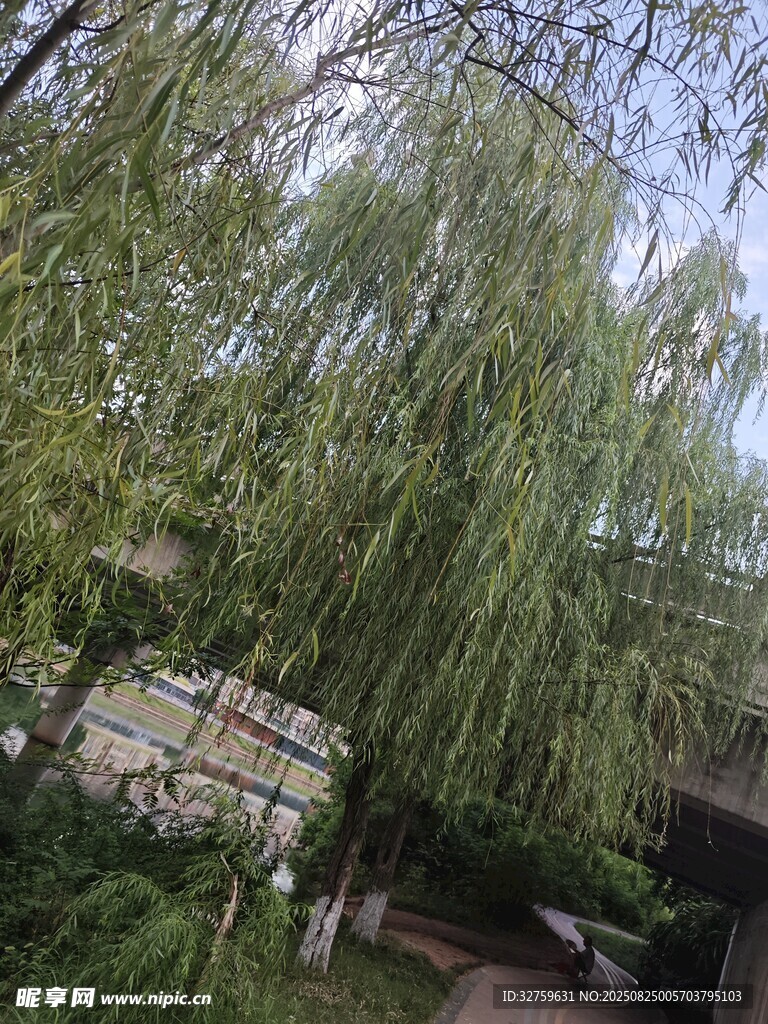 垂柳依依的靜謐園林角落