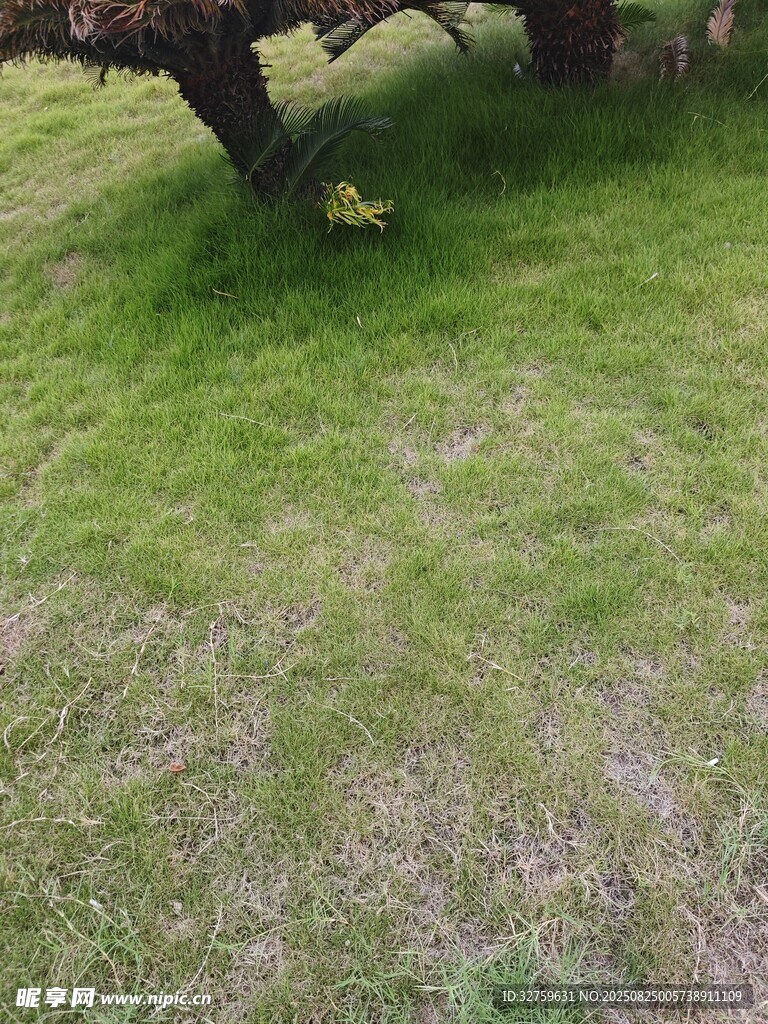 翠綠草地與樹木景觀