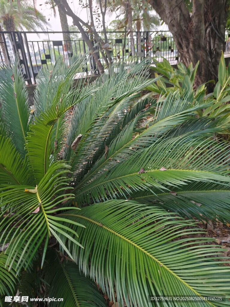 翠綠蘇鐵植物特寫