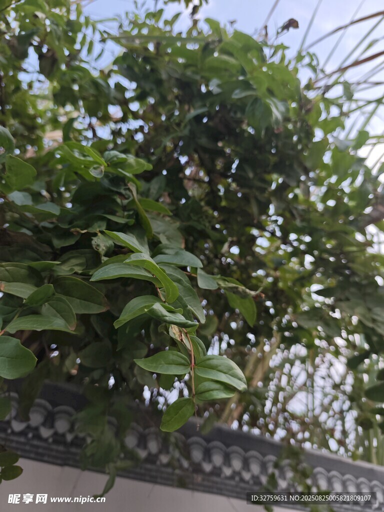 綠葉繁茂的墻頭植物
