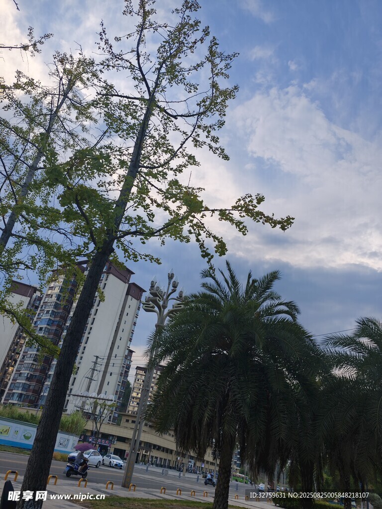 城市中的綠樹與高樓景觀