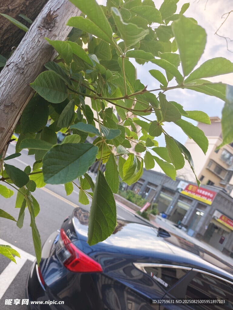車旁綠植與懸掛絲瓜