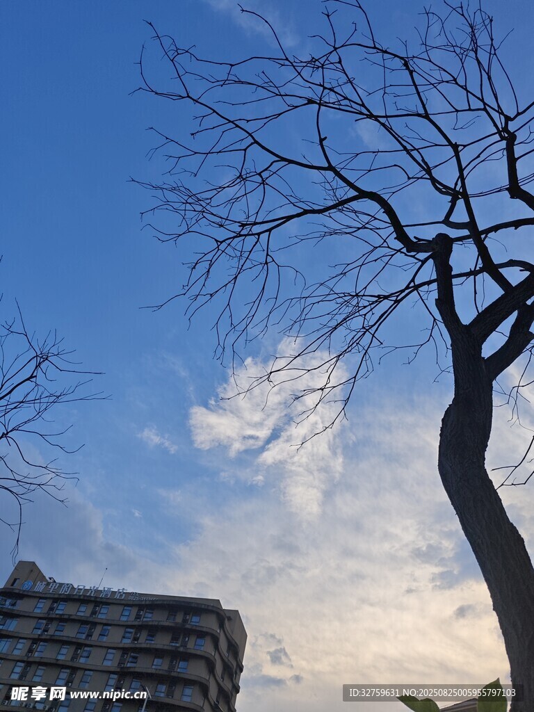 藍(lán)天枯樹旁的城市景象