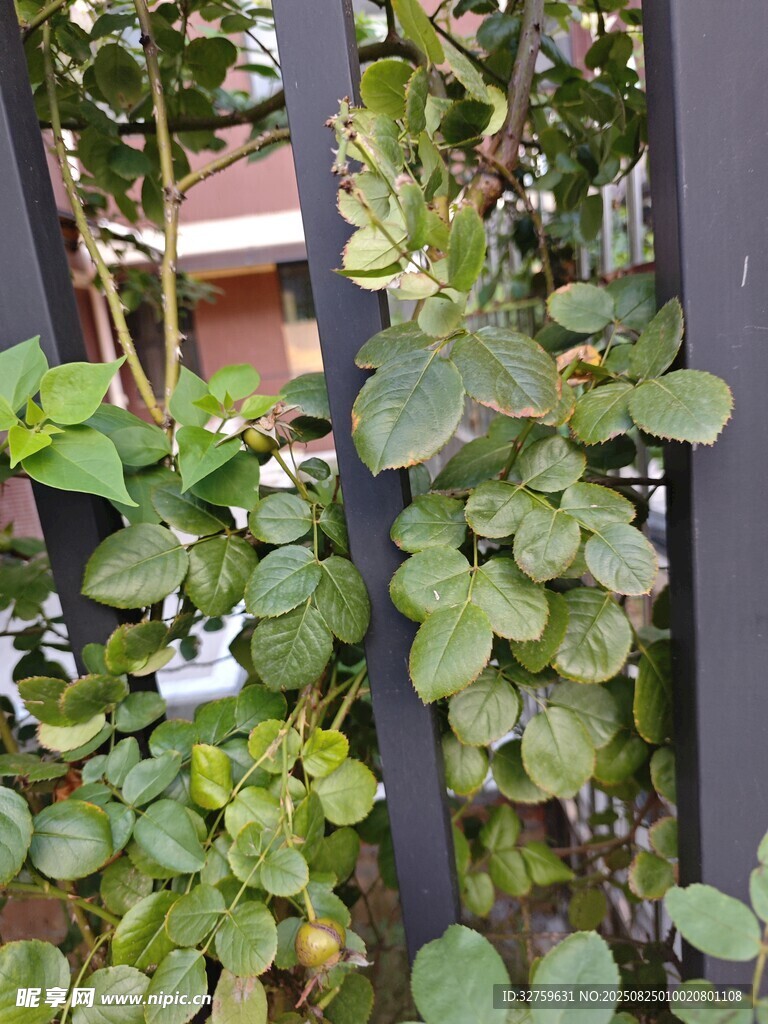 圍欄邊繁茂的綠色植物