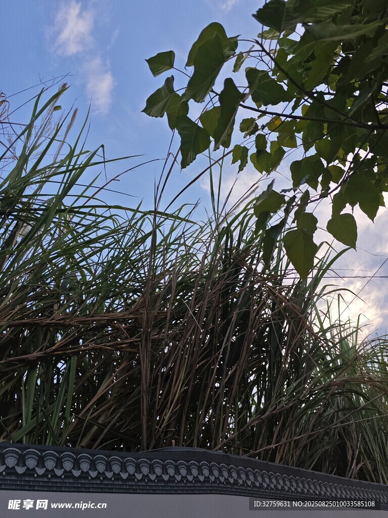 藍天綠葉下的繁茂草叢