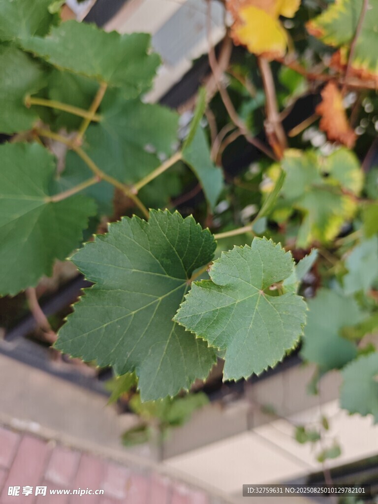 盆栽中的嫩綠植物葉片