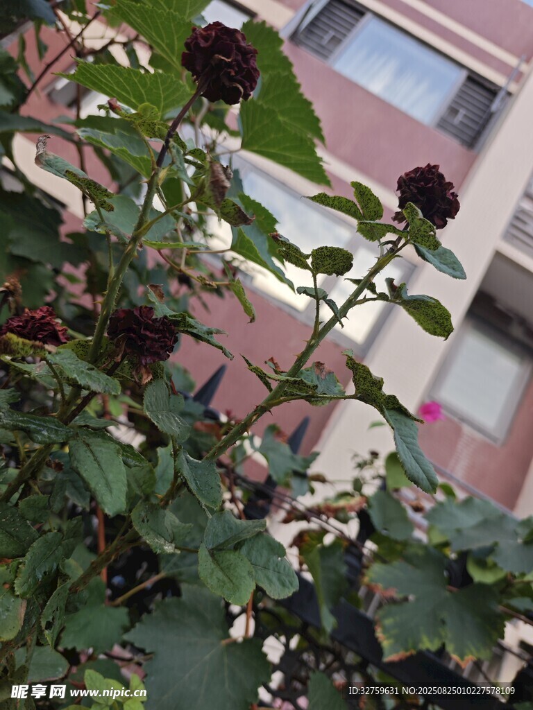 窗前綻放的嬌艷月季花