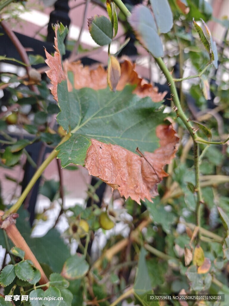 秋日枝頭的斑斕葉片