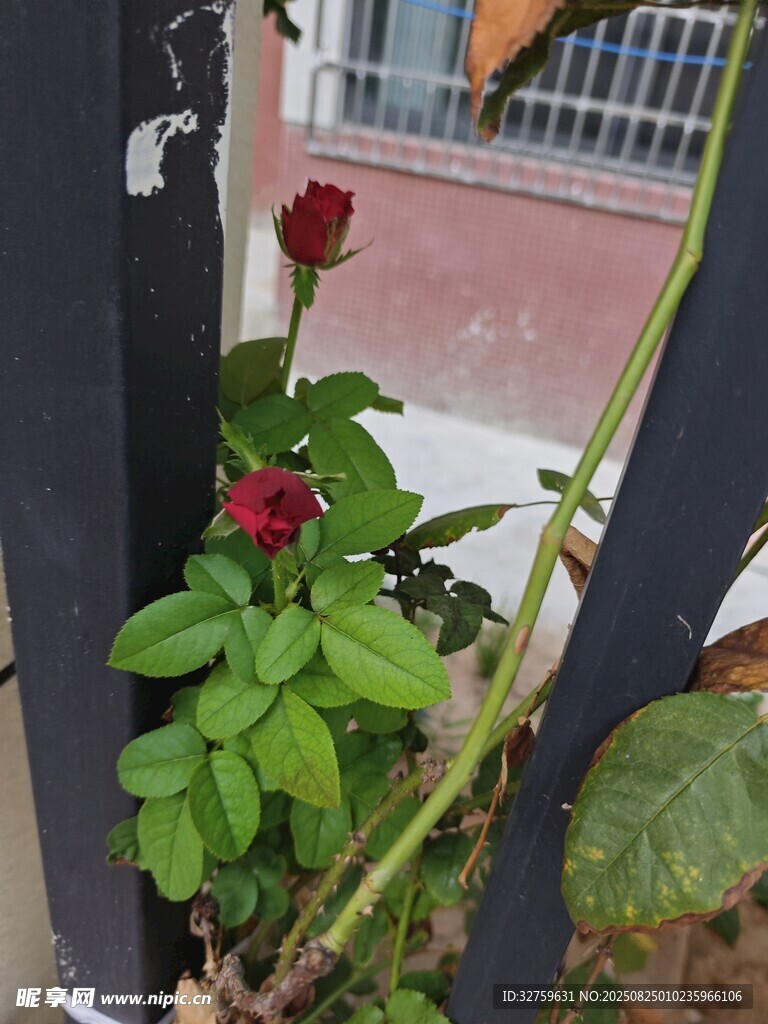 圍欄邊綻放的嬌艷紅玫瑰