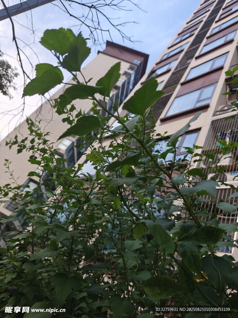 高樓旁綠意盎然的植物