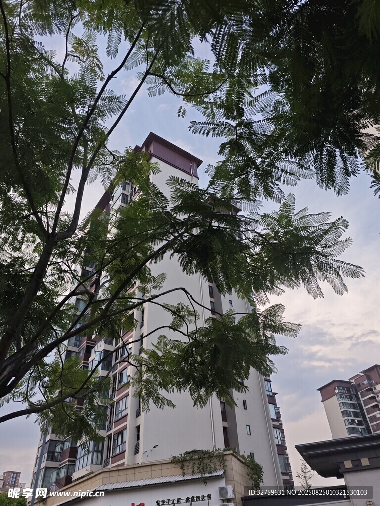 透過枝葉見高樓