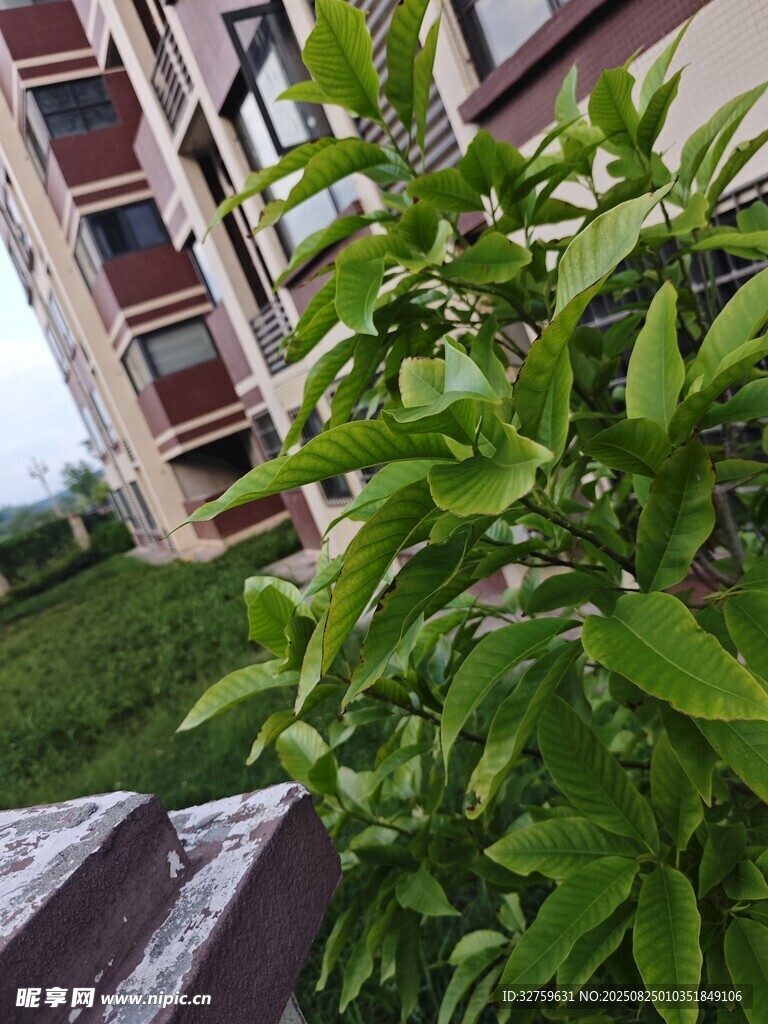 綠葉植物與背景建筑景觀