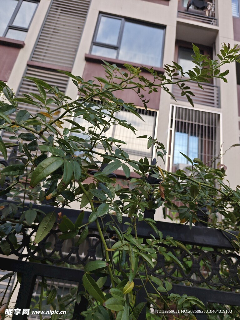 綠植掩映下的現(xiàn)代建筑